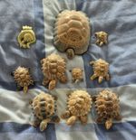 10 wade tortoise, big one as a slight knick on the shell