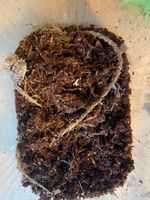 Reptile /invertebrate terrarium clean up crew - isopods / 500x springtails