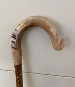 TALL HERDWICK RAMS HORN CROOK  on Hazel ,Walking and Hiking stick.