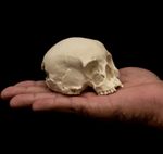 Tarantula Skull Hide Spider Isopod Cave Human Skull Replica Terrarium Decor
