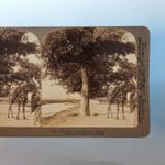 Cairo Egypt Stereoview C1895 Real Photo Tree Lined Avenue To Pyramids