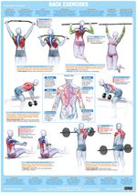 Back Muscles | Weight Training  Poster | Body Building Exercise Chart   