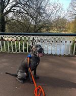 New Strong Metal Wire Basket Dog Muzzle Great Dane