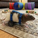 Adjustable Rat Wheelchair small animal mobility aid custom wheels