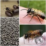 60 Red Mason Solitary Bee Cocoons Hatch Insect Hotel Gardeners Must Have