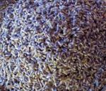 Dried Lavender Flowers, Extra strong scent, Crafts, Confetti, Potpourri, Sleep