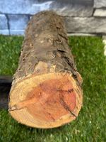 20 Year Air Dried Yew Wood Log - 134