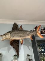 Tiger Fish Wall Mount
