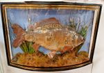 Refurbish Freshwater Mirror Carp Taxidermy In Bow Fronted Case