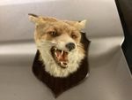 Old Mounted Fox Head Mask,named,super.