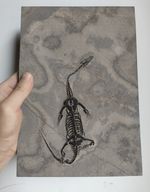 Keichousaurus Skeleton Fossil Triassic Reptile Dinosaur Bones China