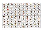 2026 07- DJIBOUTI  - BIRDS                        100V    MNH **