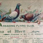Antique Pigeon Racing Award Certificate Print 1904 Reading Club