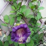 FLOWER COBAEA VIOLET (CUP AND SAUCER PLANT ) 25 FINEST SEEDS