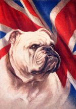 BULLDOG DOG GREETING CARD BEAUTIFUL HEAD STUDY WITH FLAG DOG NOTE CARD