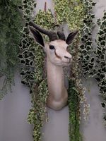 Beautiful Taxidermy African Springbok  - Looking Left (Not Endangered)