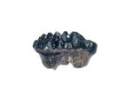 Cretaceous Hell Creek Mammal tooth fossil Cimolodon nitidus premolar #1