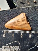 C.plicatilis Shark Tooth Pliocene Deposits Red Crag Uk