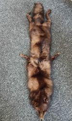 BROWN FUR REAL FOX PELT.