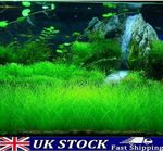 Aquarium Grass Seeds, Eleocharis parvula Aquatic Water Fish Tank Grass Plant