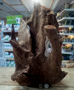 Large Mangrove 37-70cm Root Bogwood Driftwood ideal for aquariums & vivariums