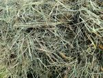 Gorgeous Natural Meadow Hay Perfect for Small Animal Fodder, Bedding, & Food