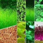 Aquarium Plant Seeds Fish Tank Aquatic Water Grass Foreground Easy Plants UK NEW