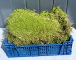 Live Carpet/ sheet moss