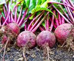 Vegetable - Beetroot - Boltardy - 200 Seeds - Finest Seeds