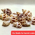10x Spare empty shells seashells for hermit crab crabs - see pics for size 