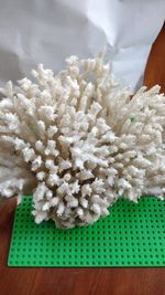 1359g White Coral 