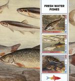 FRESHWATER FISH Fresh Water Fishes MNH 3v-Stamp Sheet #264 (2024 Liberia)