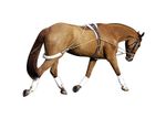 Horse Training System Lunging Aid Longing Training System