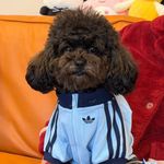 Adidas Originals Dog & Cat Tracksuit - China Exclusive- Limited Edition - Blue