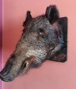 old vintage big Medallion Wild Boar Head hunting Trophy Taxidermy Wall Mounted