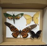 Box3Mix grade insect collection. Moth butterfly beetle artwork bugs taxidermy
