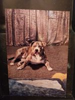 Photos Of 2 Very Unique Bulldogs. Both Have Beautiful Temperament 