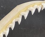 Shark Jaw Requiem Spot-Tail Shark 5 Inches from Philippines C. sorrah. Lovely!
