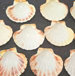 White Scallop Seashells Craft Shells Lot for Shellcraft Crafts