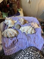 Bundle Fish Tank Deco
