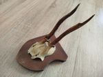 vintage Real  Skull with Horns, white bone, animal skull. Original 1920-30. Shl4