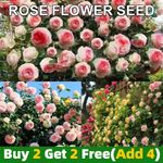 200Pcs Climbing Rosebud Seeds for Home Garden Plant Rose Flower Seeds DECOR UK
