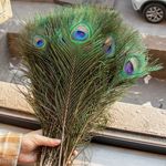 10PCS Real Peacock Feather 25-50cm