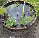 LARGE WATERTIGHT OAK HALF WHISKEY BARREL - FOR WILDLIFE MINI POND  - 72CM X 45CM