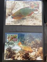 Nevis 2007 Lot WWF Rainbow Parrotfish Maximum Cards