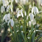 Galanthus Gardens® 100 Single Snowdrops Quality Bulbs IN THE GREEN (Nivalis)