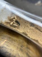 1 kg Ant Sand – Perfect for Outworlds & Cocoon Weaving  – Fast Shipping!