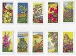 Vintage Trade Cards Depicting GLENGETTIE TEA CARDS WILD FLOWERS SET OF 25 - 1961