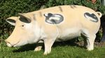 Vintage Large  Gloucestershire Old Spot Pig Butcher Shop pig display Life size