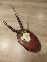 vintage Real  Skull with Horns, white bone, animal skull. Original 19580s 12